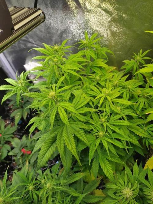 Pink Runtz Auto RQS. Week 6