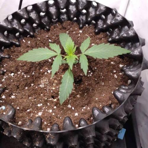 Green Gelato Auto RQS. Week 2