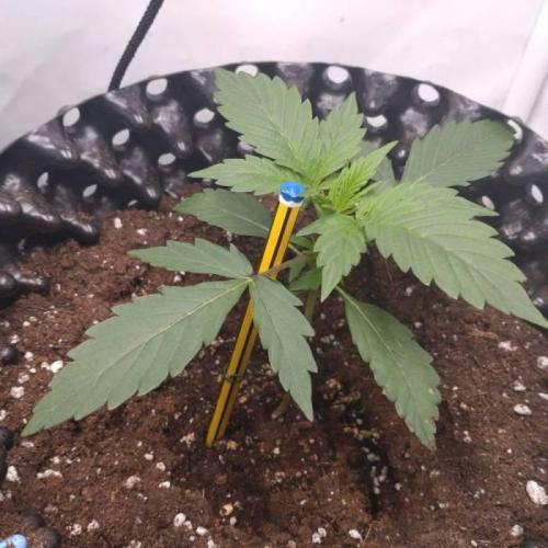 Green Gelato Auto RQS. Week 2