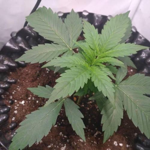 Green Gelato Auto RQS. Week 2