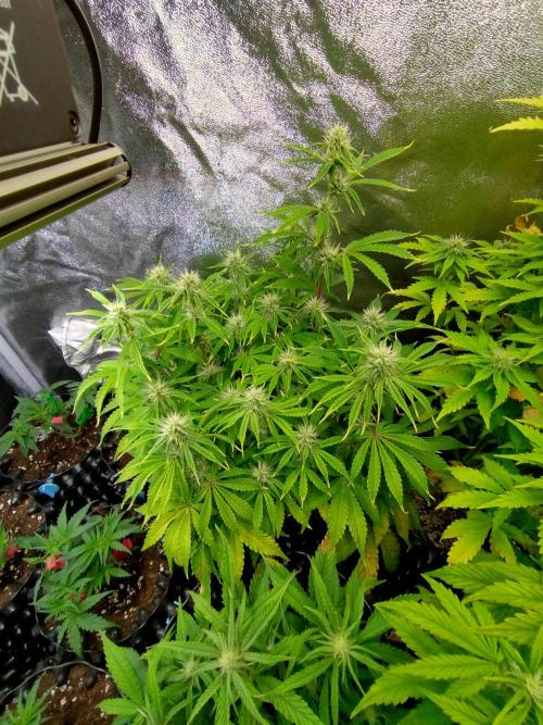 Green Gelato Auto RQS. Week 7