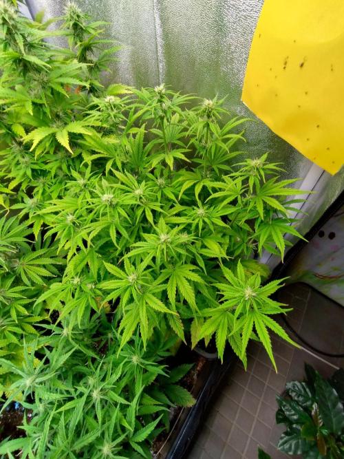 Pink Runtz Auto RQS. Week 6