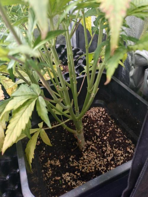 Pink Runtz Auto RQS. Week 6