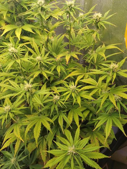 Pink Runtz Auto RQS. Week 6