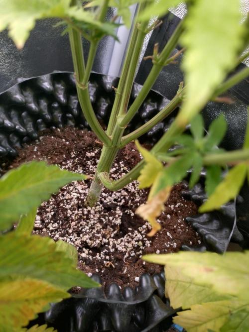 Gelonade Auto Zamnesia. Week 7