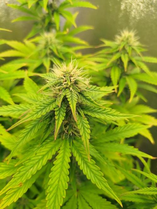 Gelonade Auto Zamnesia. Week 7