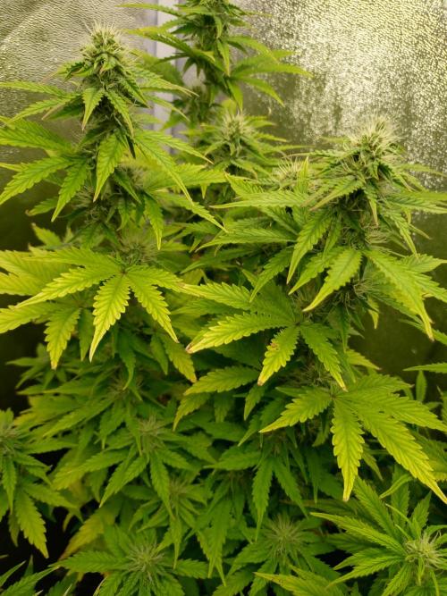 Gelonade Auto Zamnesia. Week 7