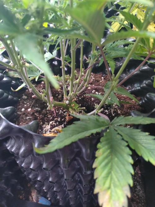 Guava Auto Fastbuds. Week 7