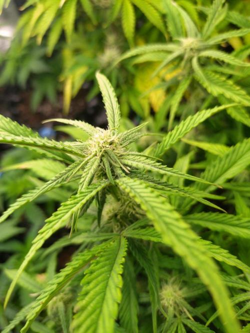 Guava Auto Fastbuds. Week 7