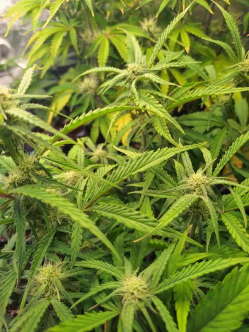 Guava Auto Fastbuds. Week 7