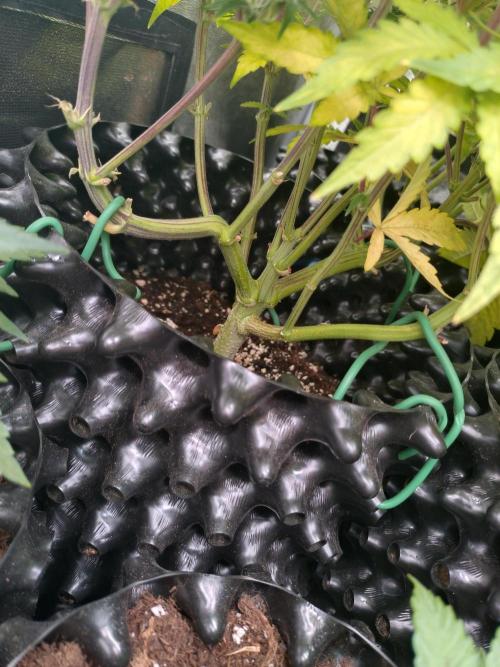 Green Gelato Auto RQS. Week 7