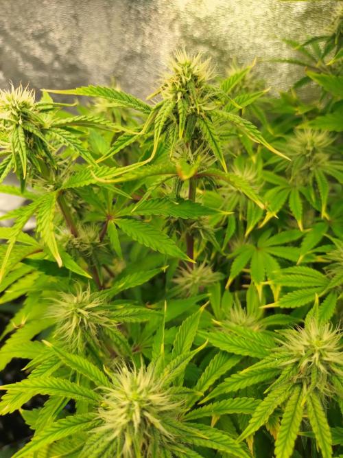 Green Gelato Auto RQS. Week 7