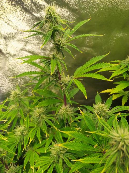 Green Gelato Auto RQS. Week 7