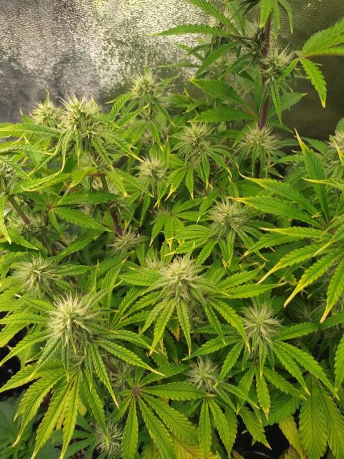 Green Gelato Auto RQS. Week 7