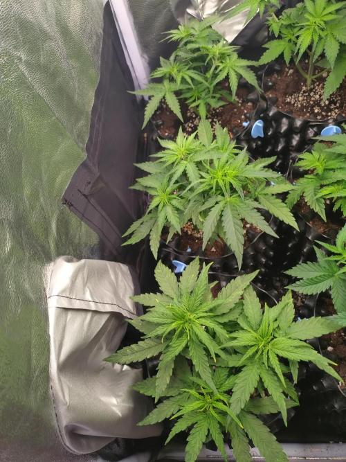 Titan F1 RQS. Week 4