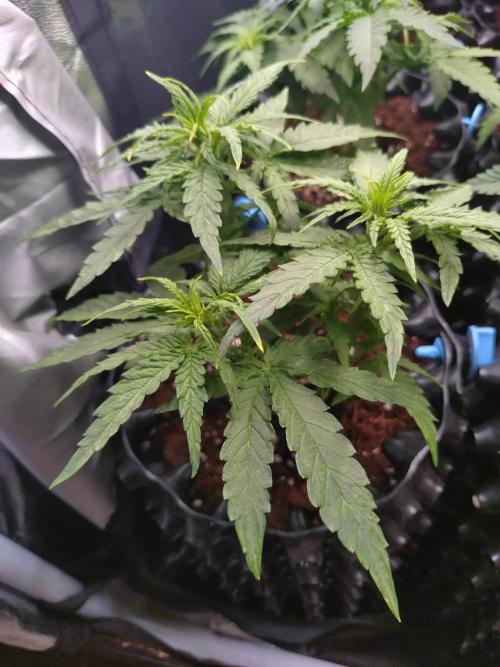 Titan F1 RQS. Week 4