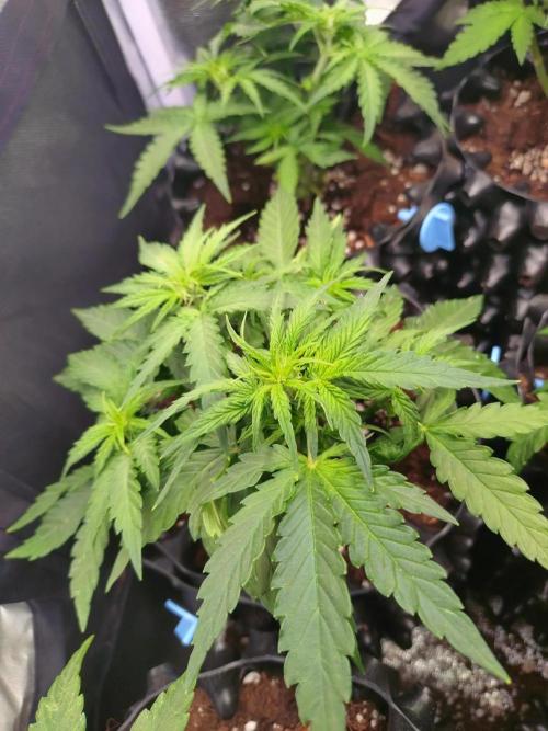 Titan F1 RQS. Week 4