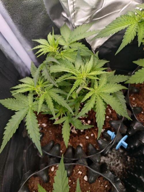 Titan F1 RQS. Week 4