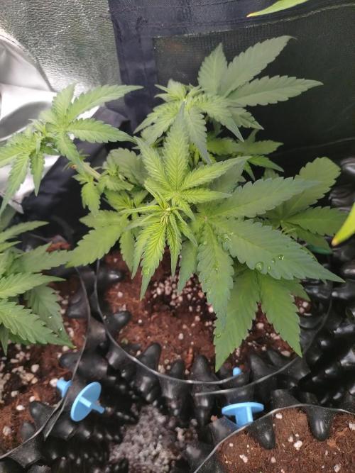 Banana Purple Punch Auto Fastbuds. Week 4