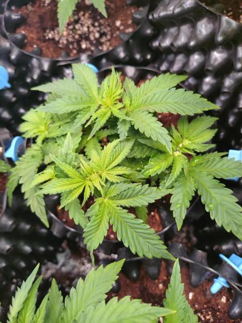 Banana Purple Punch Auto Fastbuds. Week 4