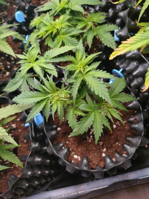 Banana Purple Punch Auto Fastbuds. Week 4