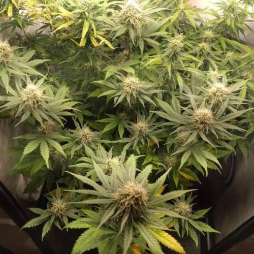 Fat Banana Auto RQS. Week 8