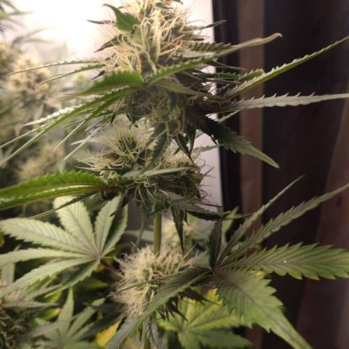 Fat Banana Auto RQS. Week 8