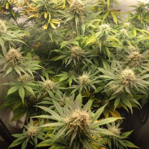 Fat Banana Auto RQS. Week 8