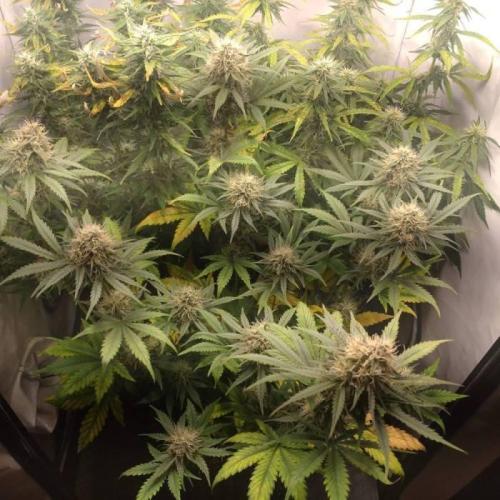 Fat Banana Auto RQS. Week 8