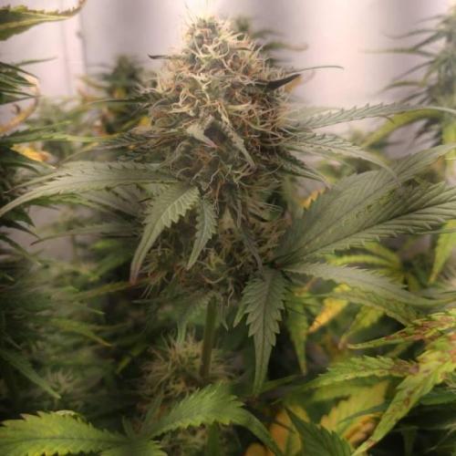 Fat Banana Auto RQS. Week 8