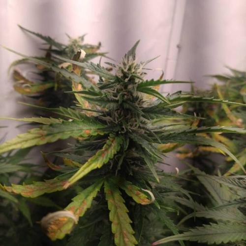 Cookies Gelato Auto RQS. Week 8