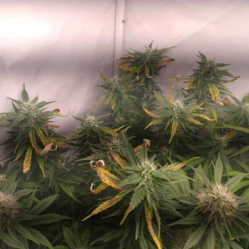 Cookies Gelato Auto RQS. Week 8