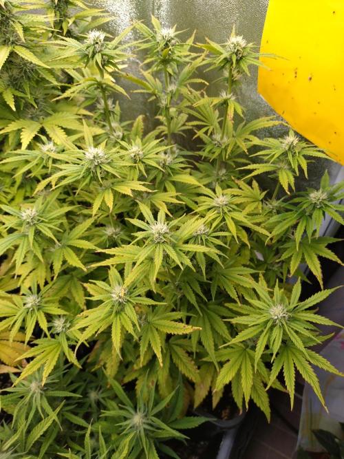 Pink Runtz Auto RQS. Week 7