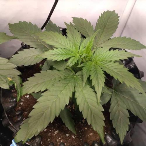 Green Gelato Auto RQS. Week 3