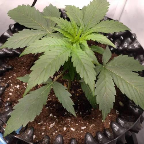 Green Gelato Auto RQS. Week 3