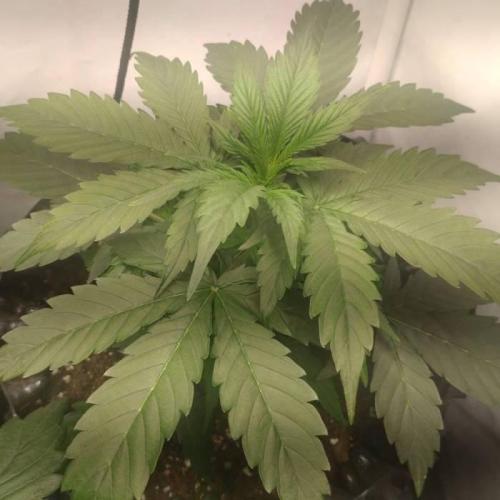 Green Gelato Auto RQS. Week 3