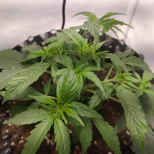 Green Gelato Auto RQS. Week 3