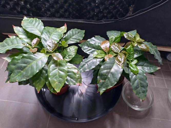 Coffee Arabica. Week 11