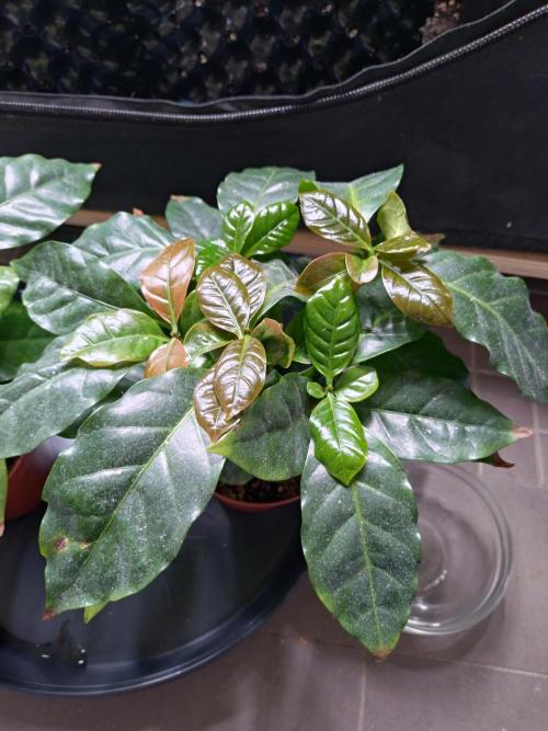 Coffee Arabica. Week 11