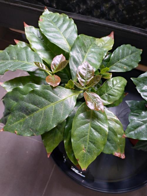 Coffee Arabica. Week 11