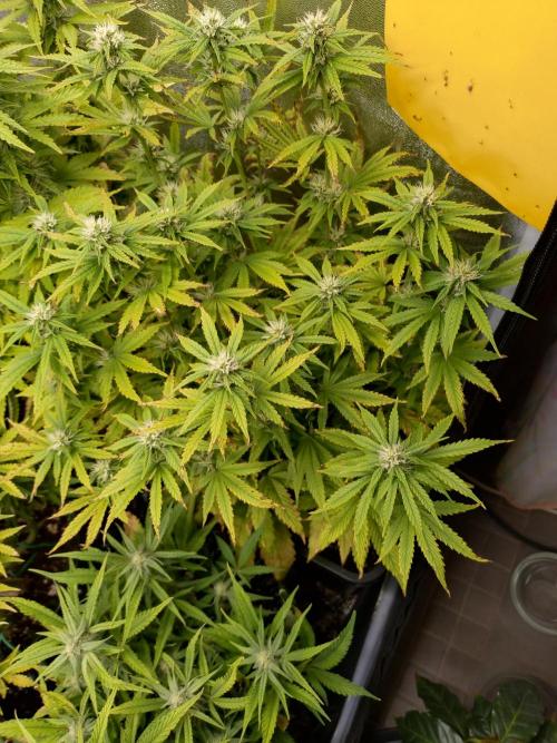 Pink Runtz Auto RQS. Week 7