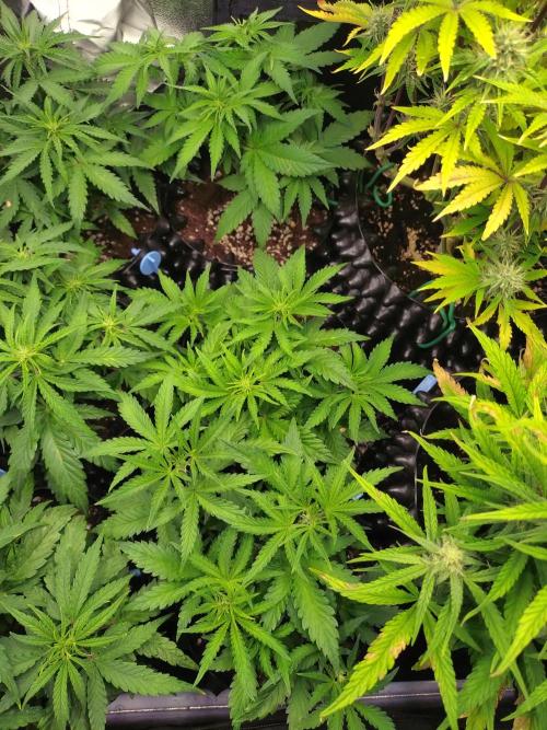 Banana Purple Punch Auto Fastbuds. Week 4