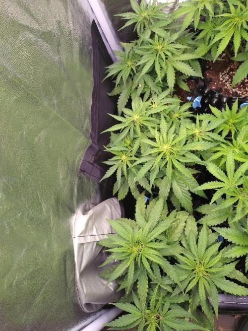 Titan F1 RQS. Week 4