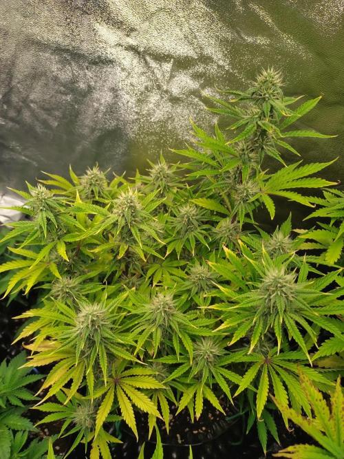 Green Gelato Auto RQS. Week 7