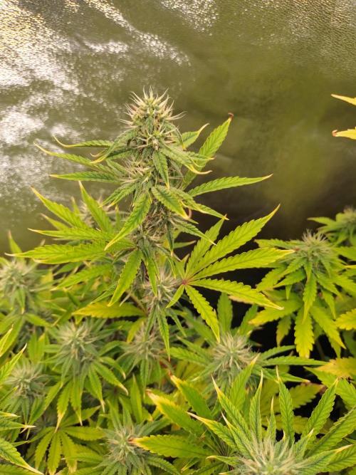 Green Gelato Auto RQS. Week 7