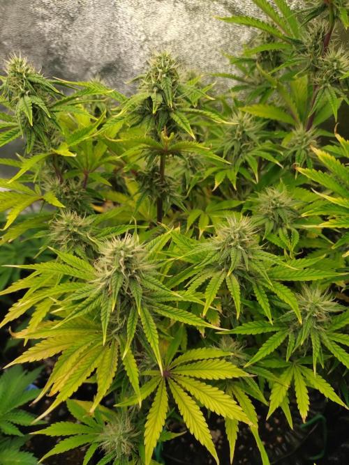 Green Gelato Auto RQS. Week 7