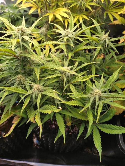 Guava Auto Fastbuds. Week 7