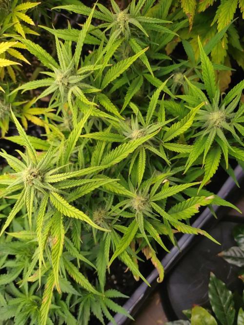 Guava Auto Fastbuds. Week 7