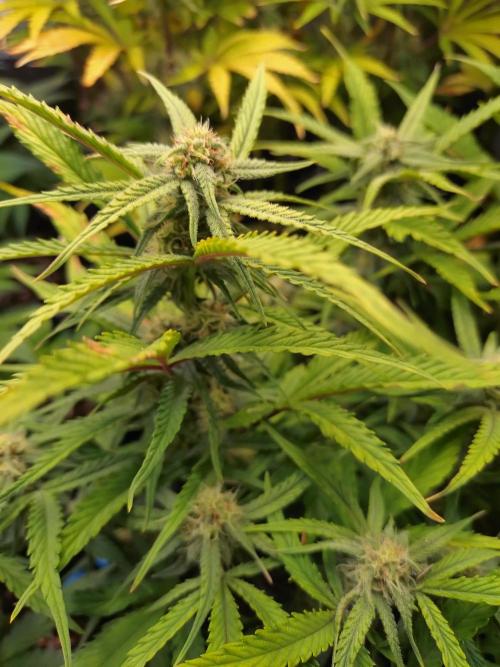 Guava Auto Fastbuds. Week 7