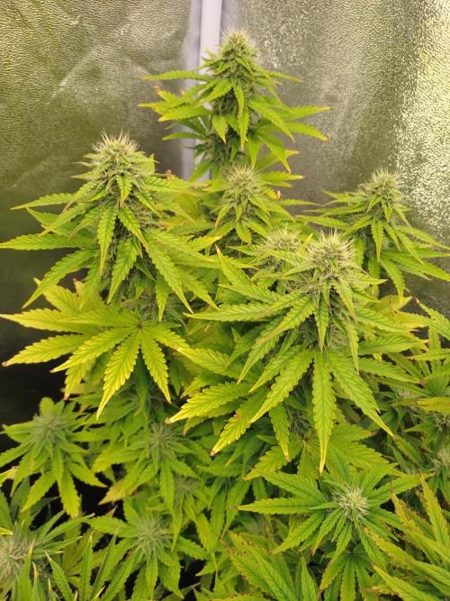 Gelonade Auto Zamnesia. Week 7